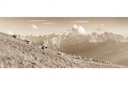 Bergschafe am Schafreiter mit Blick zum Karwendelhauptkamm - Schönste Karwendelweiden - Seitenverhältnis 2,5:1 - Schafe im Karwendel - weitere Infos unter https://www.kriner-weiermann.de