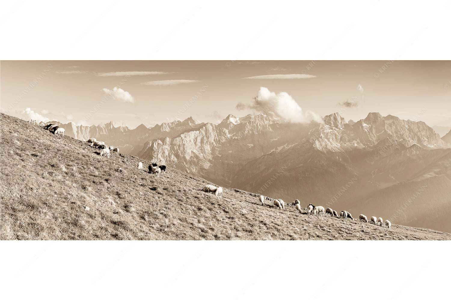 Bergschafe am Schafreiter mit Blick zum Karwendelhauptkamm - Schönste Karwendelweiden - Seitenverhältnis 2,5:1 - Schafe im Karwendel - weitere Infos unter https://www.kriner-weiermann.de