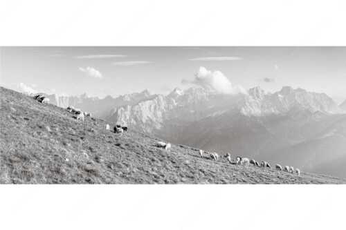 Bergschafe am Schafreiter mit Blick zum Karwendelhauptkamm - Schönste Karwendelweiden - Seitenverhältnis 2,5:1 - Schafe im Karwendel - weitere Infos unter https://www.kriner-weiermann.de