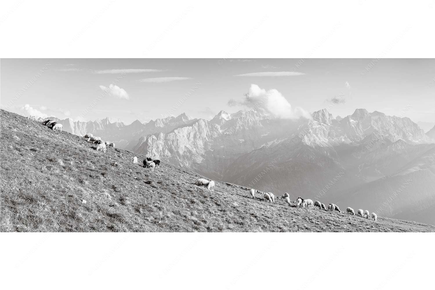 Bergschafe am Schafreiter mit Blick zum Karwendelhauptkamm - Schönste Karwendelweiden - Seitenverhältnis 2,5:1 - Schafe im Karwendel - weitere Infos unter https://www.kriner-weiermann.de