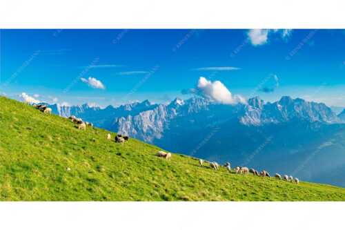 Bergschafe am Schafreiter mit Blick zum Karwendelhauptkamm - Schönste Karwendelweiden - Seitenverhältnis 2:1 - Schafe im Karwendel - weitere Infos unter https://www.kriner-weiermann.de