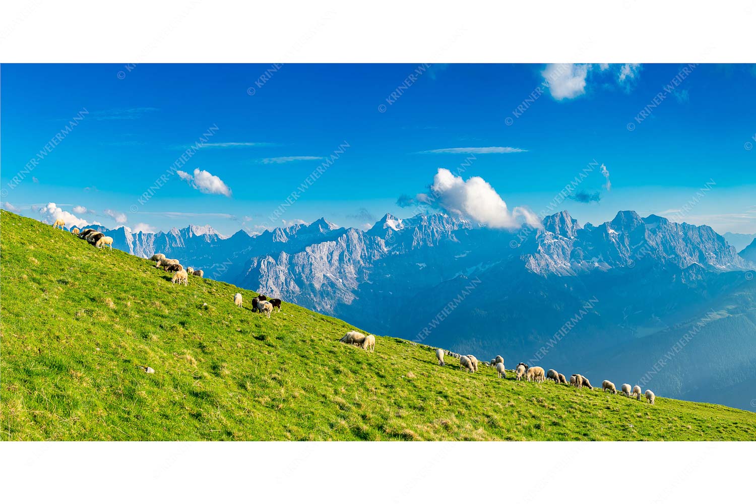 Bergschafe am Schafreiter mit Blick zum Karwendelhauptkamm
