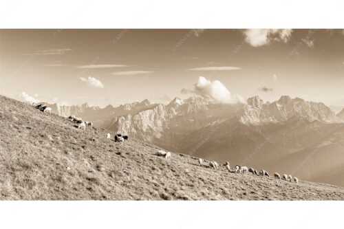 Bergschafe am Schafreiter mit Blick zum Karwendelhauptkamm - Schönste Karwendelweiden - Seitenverhältnis 2:1 - Schafe im Karwendel - weitere Infos unter https://www.kriner-weiermann.de
