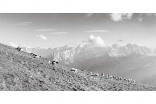 Bergschafe am Schafreiter mit Blick zum Karwendelhauptkamm - Schönste Karwendelweiden - Seitenverhältnis 2:1 - Schafe im Karwendel - weitere Infos unter https://www.kriner-weiermann.de