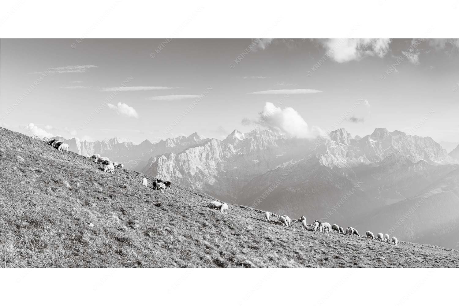 Schönste Karwendelweiden – Seitenverhältnis 2:1 — Schafe im Karwendel Bergschafe am Schafreiter mit Blick zum Karwendelhauptkamm