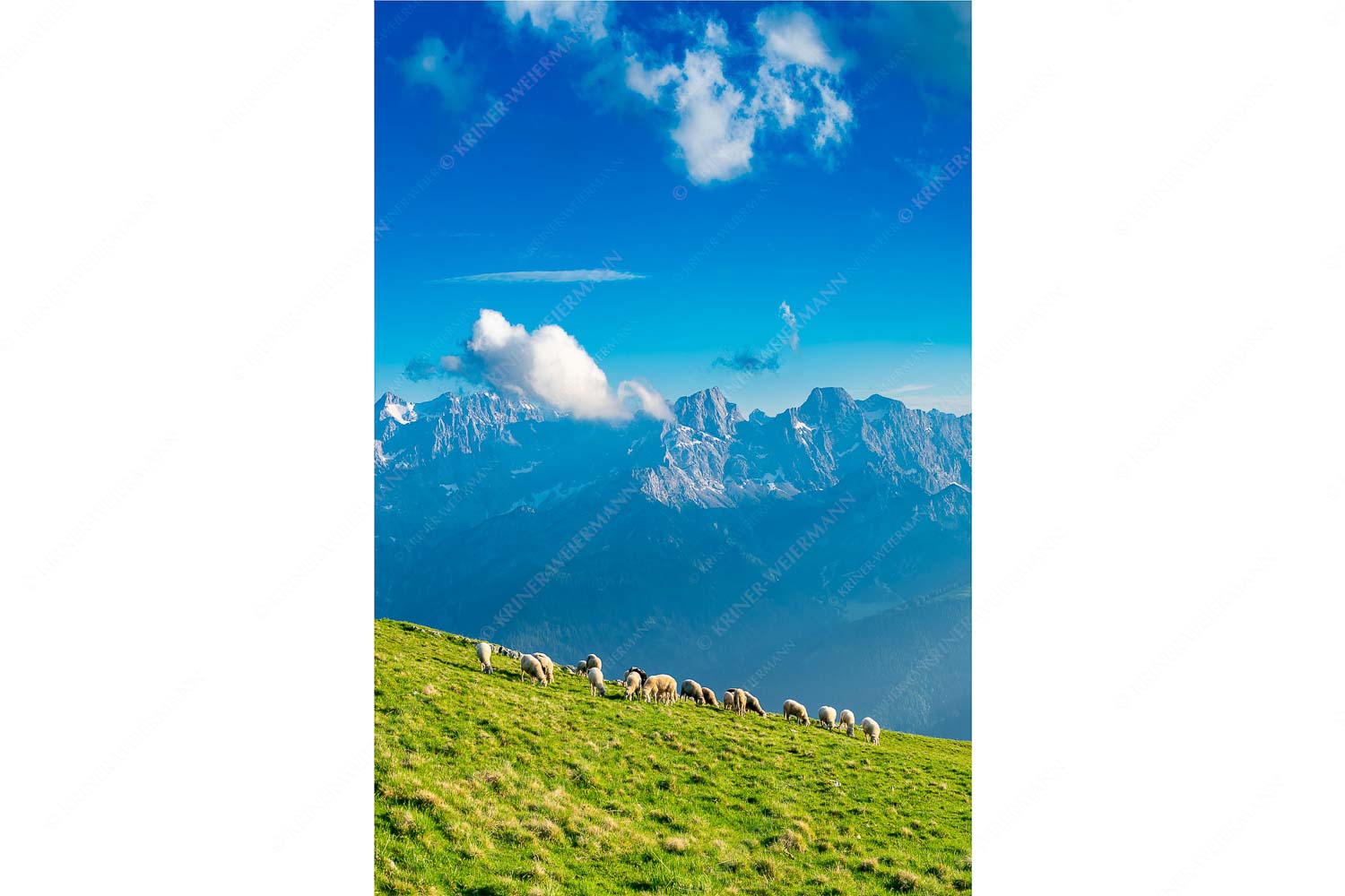 Bergschafe am Schafreiter mit Blick zum Karwendelhauptkamm