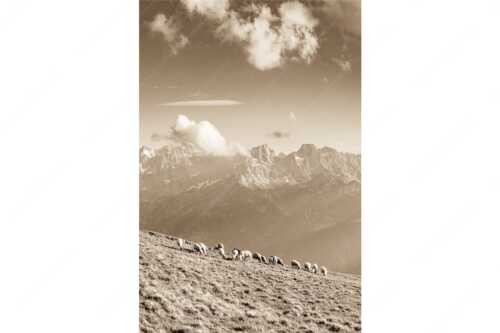 Bergschafe am Schafreiter mit Blick zum Karwendelhauptkamm - Schönste Karwendelweiden - Seitenverhältnis 2:3 - Schafe im Karwendel - weitere Infos unter https://www.kriner-weiermann.de