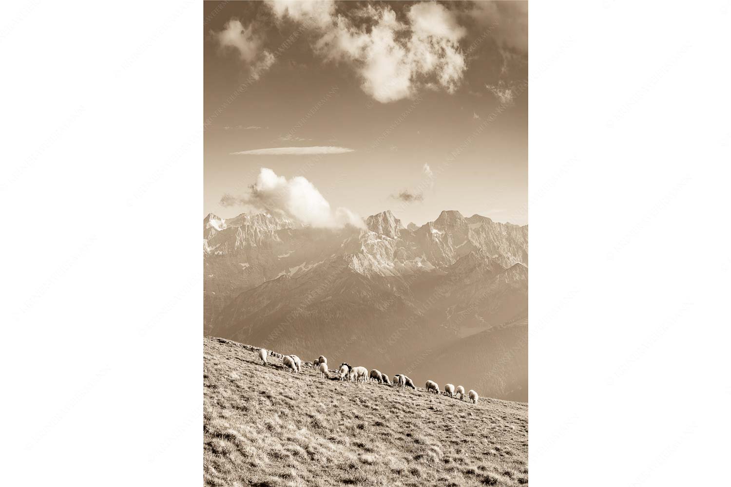 Schönste Karwendelweiden – Seitenverhältnis 2:3 — Schafe im Karwendel Bergschafe am Schafreiter mit Blick zum Karwendelhauptkamm