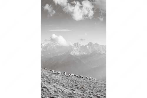 Bergschafe am Schafreiter mit Blick zum Karwendelhauptkamm - Schönste Karwendelweiden - Seitenverhältnis 2:3 - Schafe im Karwendel - weitere Infos unter https://www.kriner-weiermann.de