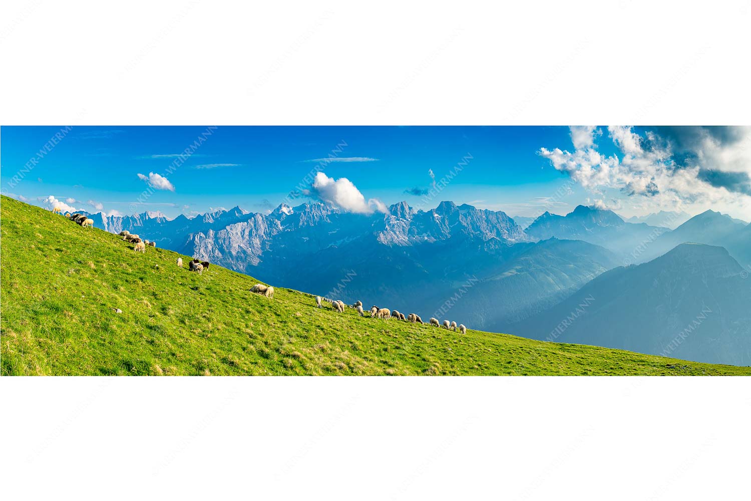 Bergschafe am Schafreiter mit Blick zum Karwendelhauptkamm