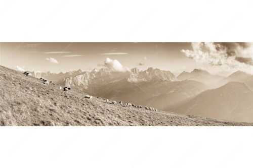 Bergschafe am Schafreiter mit Blick zum Karwendelhauptkamm - Schönste Karwendelweiden - Seitenverhältnis 3:1 - Schafe im Karwendel - weitere Infos unter https://www.kriner-weiermann.de