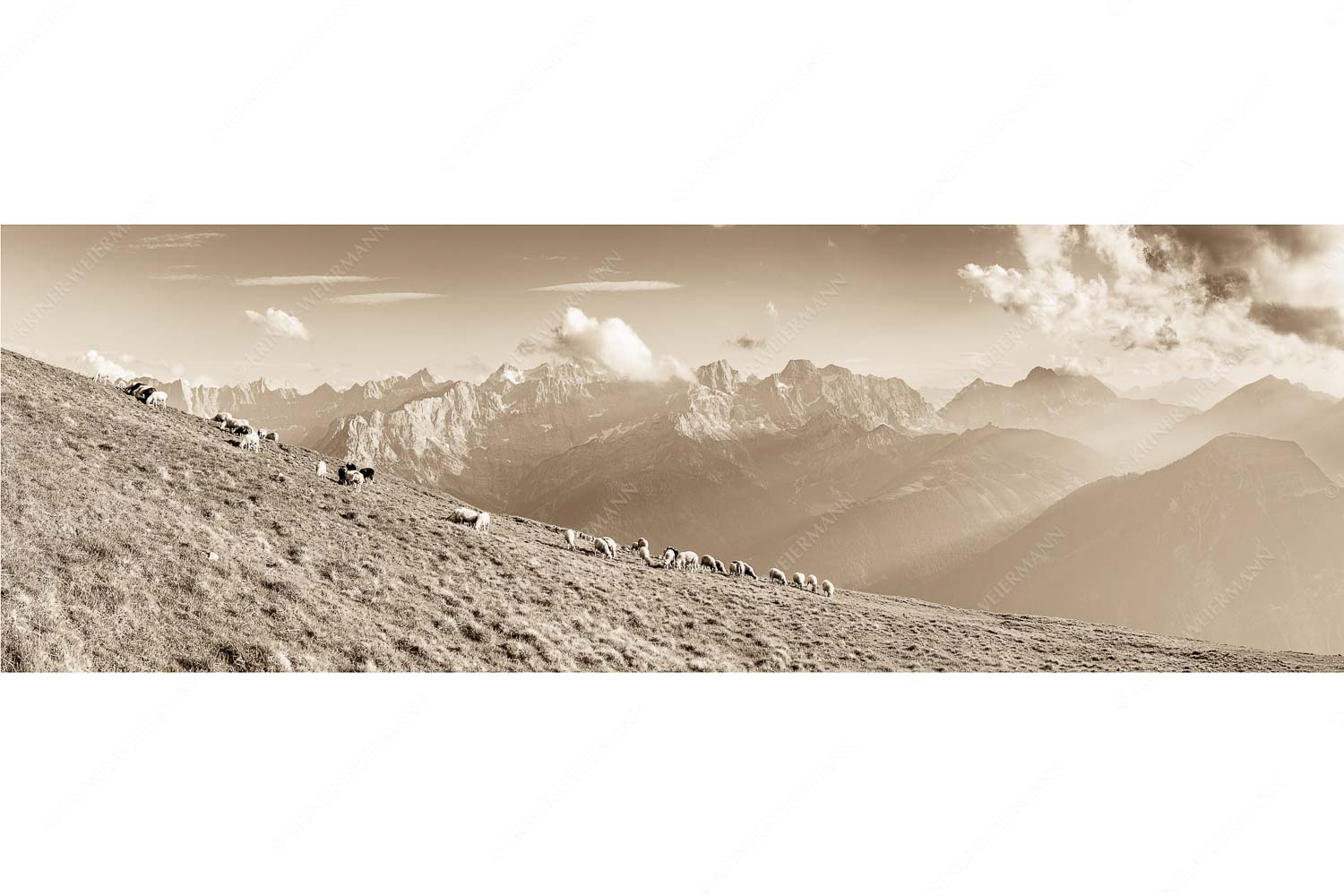 Schönste Karwendelweiden – Seitenverhältnis 3:1 — Schafe im Karwendel Bergschafe am Schafreiter mit Blick zum Karwendelhauptkamm