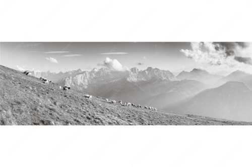 Bergschafe am Schafreiter mit Blick zum Karwendelhauptkamm - Schönste Karwendelweiden - Seitenverhältnis 3:1 - Schafe im Karwendel - weitere Infos unter https://www.kriner-weiermann.de