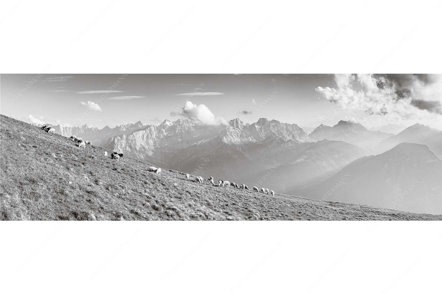 Schönste Karwendelweiden – Seitenverhältnis 3:1 — Schafe im Karwendel Bergschafe am Schafreiter mit Blick zum Karwendelhauptkamm