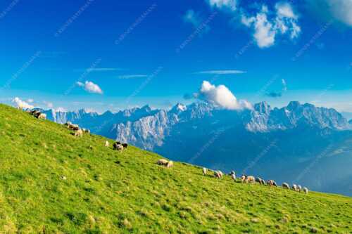 Bergschafe am Schafreiter mit Blick zum Karwendelhauptkamm - Schönste Karwendelweiden - Seitenverhältnis 3:2 - Schafe im Karwendel - weitere Infos unter https://www.kriner-weiermann.de
