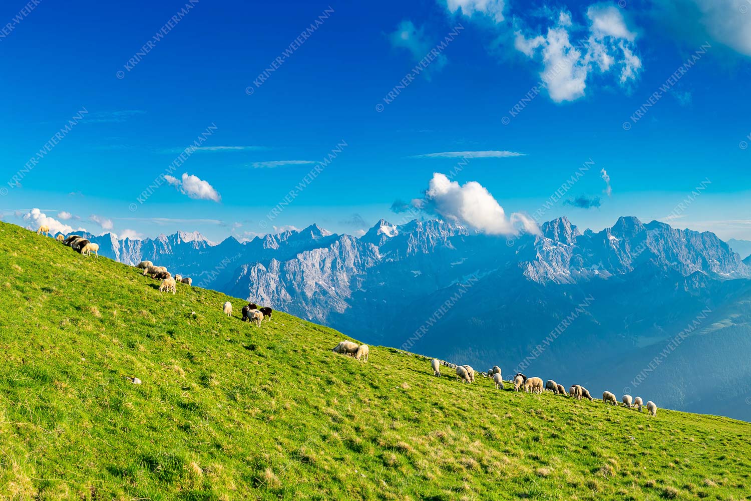 Schönste Karwendelweiden – Seitenverhältnis 3:2 — Schafe im Karwendel Bergschafe am Schafreiter mit Blick zum Karwendelhauptkamm