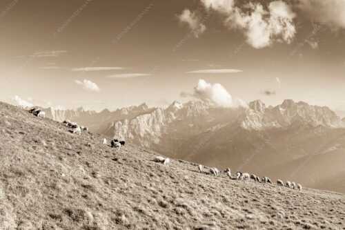 Bergschafe am Schafreiter mit Blick zum Karwendelhauptkamm - Schönste Karwendelweiden - Seitenverhältnis 3:2 - Schafe im Karwendel - weitere Infos unter https://www.kriner-weiermann.de
