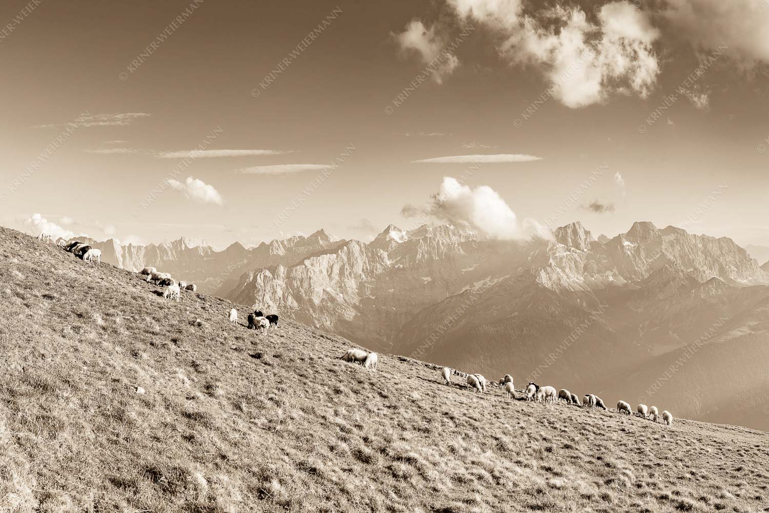 Bergschafe am Schafreiter mit Blick zum Karwendelhauptkamm