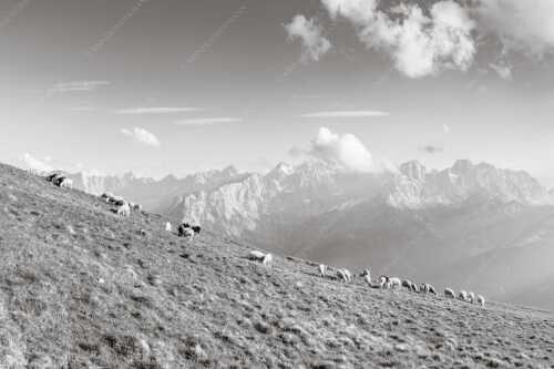 Bergschafe am Schafreiter mit Blick zum Karwendelhauptkamm - Schönste Karwendelweiden - Seitenverhältnis 3:2 - Schafe im Karwendel - weitere Infos unter https://www.kriner-weiermann.de