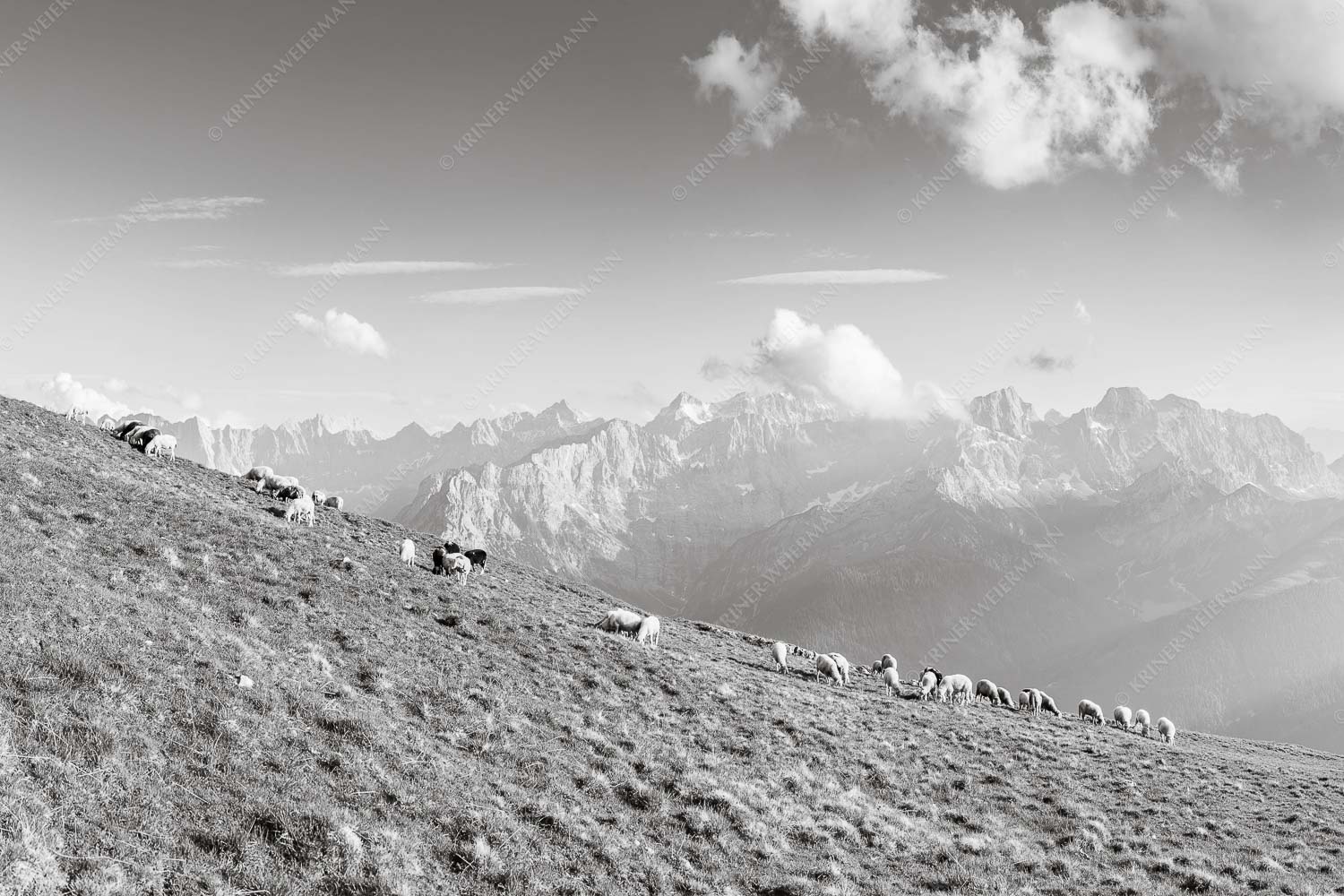 Schönste Karwendelweiden – Seitenverhältnis 3:2 — Schafe im Karwendel Bergschafe am Schafreiter mit Blick zum Karwendelhauptkamm