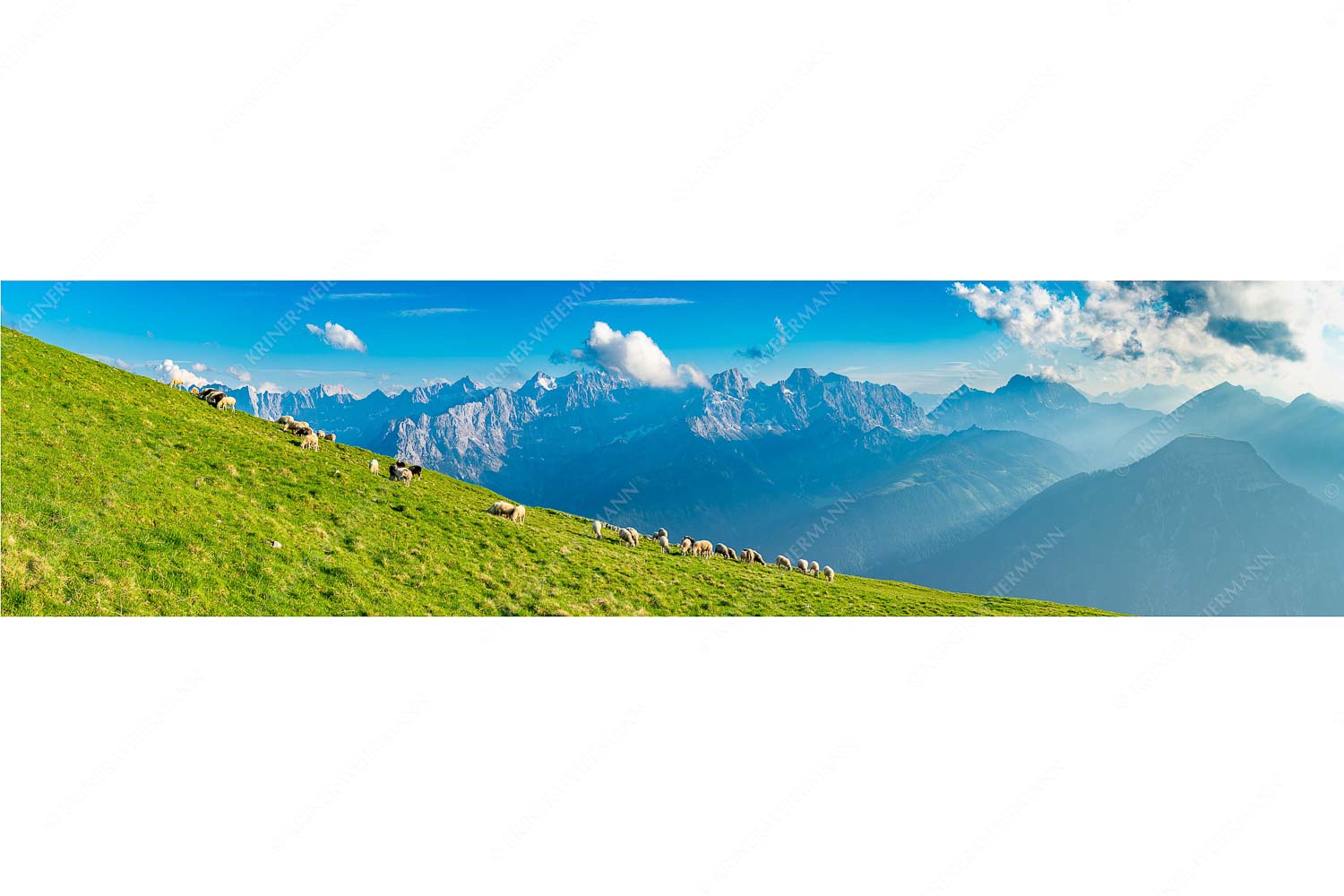 Schönste Karwendelweiden – Seitenverhältnis 4:1 — Schafe im Karwendel Bergschafe am Schafreiter mit Blick zum Karwendelhauptkamm