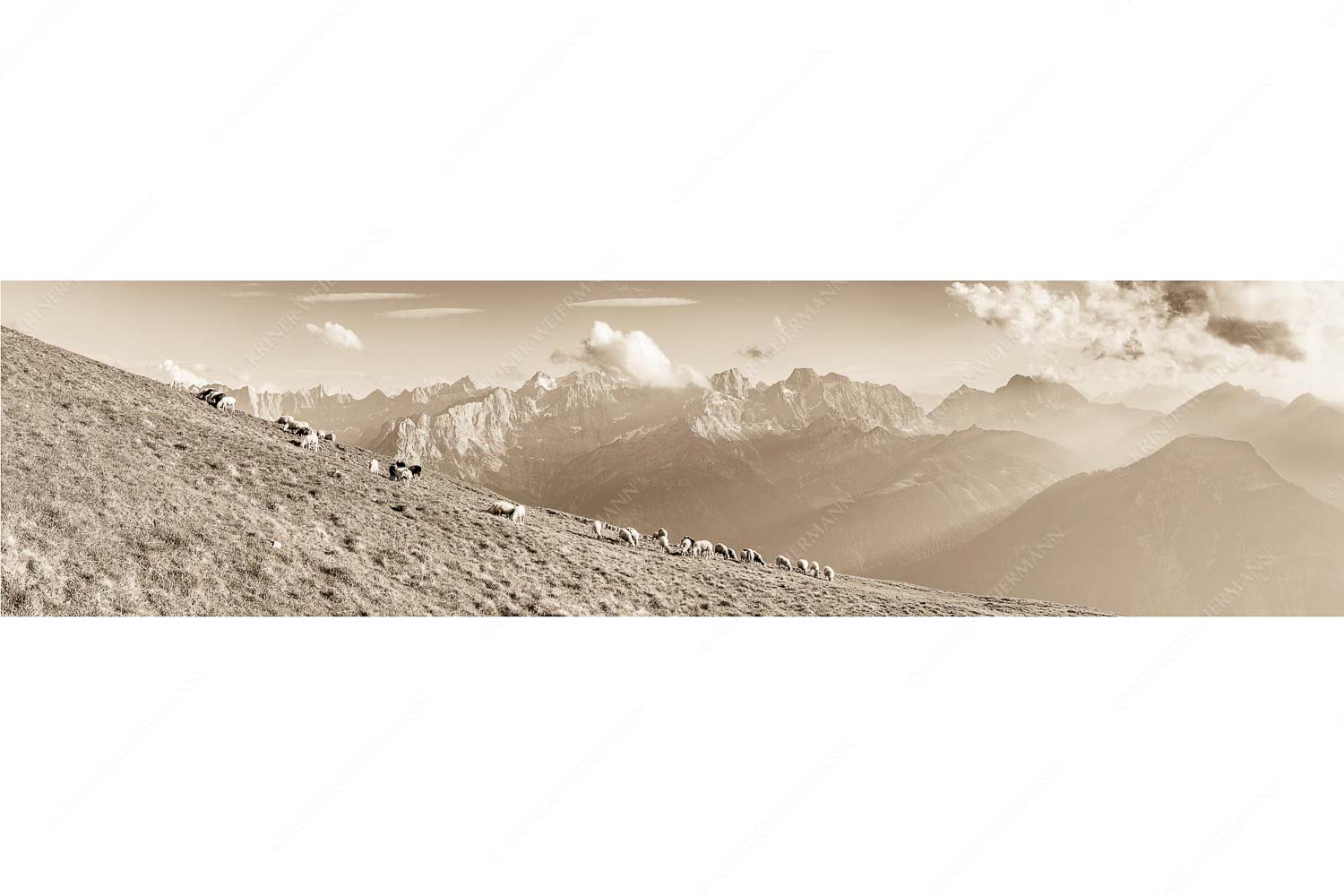 Schönste Karwendelweiden – Seitenverhältnis 4:1 — Schafe im Karwendel Bergschafe am Schafreiter mit Blick zum Karwendelhauptkamm