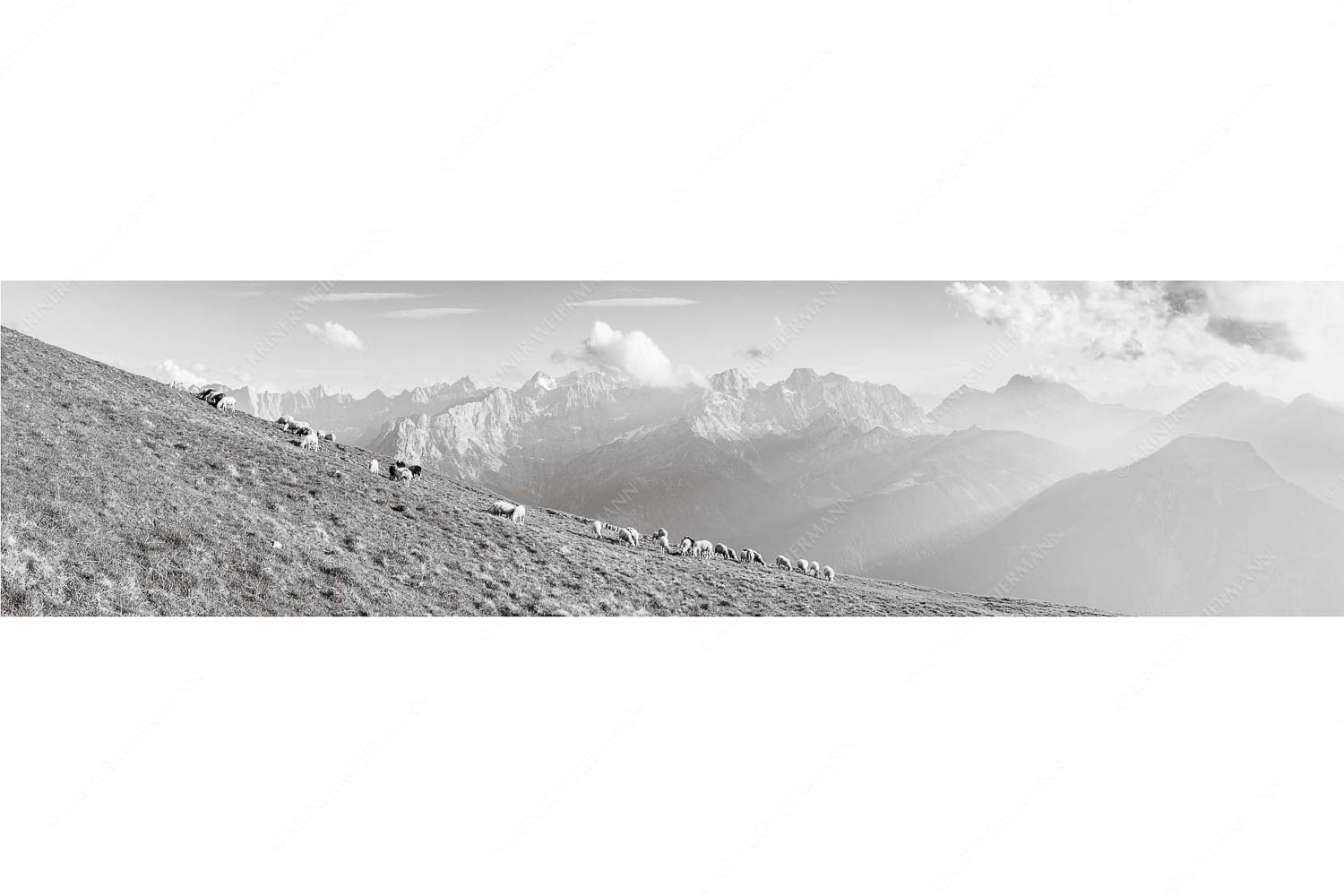 Bergschafe am Schafreiter mit Blick zum Karwendelhauptkamm - Schönste Karwendelweiden - Seitenverhältnis 4:1 - Schafe im Karwendel - weitere Infos unter https://www.kriner-weiermann.de