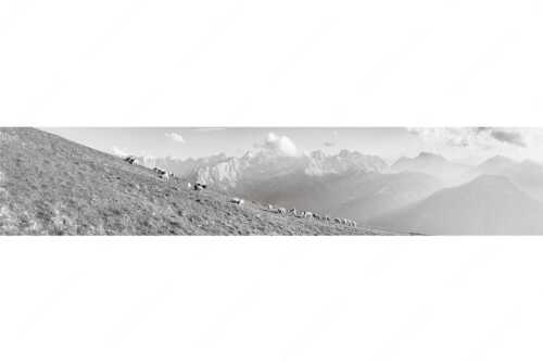 Bergschafe am Schafreiter mit Blick zum Karwendelhauptkamm - Schönste Karwendelweiden - Seitenverhältnis 5:1 - Schafe im Karwendel - weitere Infos unter https://www.kriner-weiermann.de