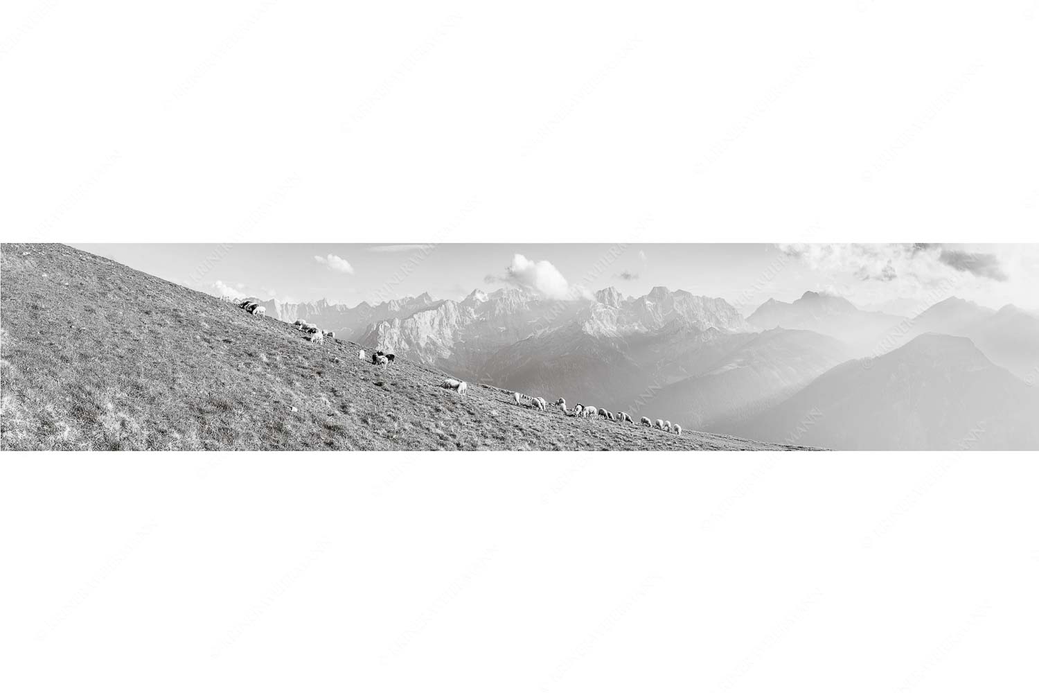 Bergschafe am Schafreiter mit Blick zum Karwendelhauptkamm