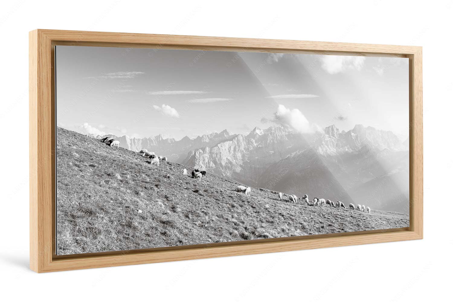 Schönste Karwendelweiden – Foto im Schattenfugen-Rahmen — Schafe im Karwendel Bergschafe am Schafreiter mit Blick zum Karwendelhauptkamm - Schönste Karwendelweiden - Foto im Schattenfugen-Rahmen - Schafe im Karwendel - weitere Infos unter https://www.kriner-weiermann.de