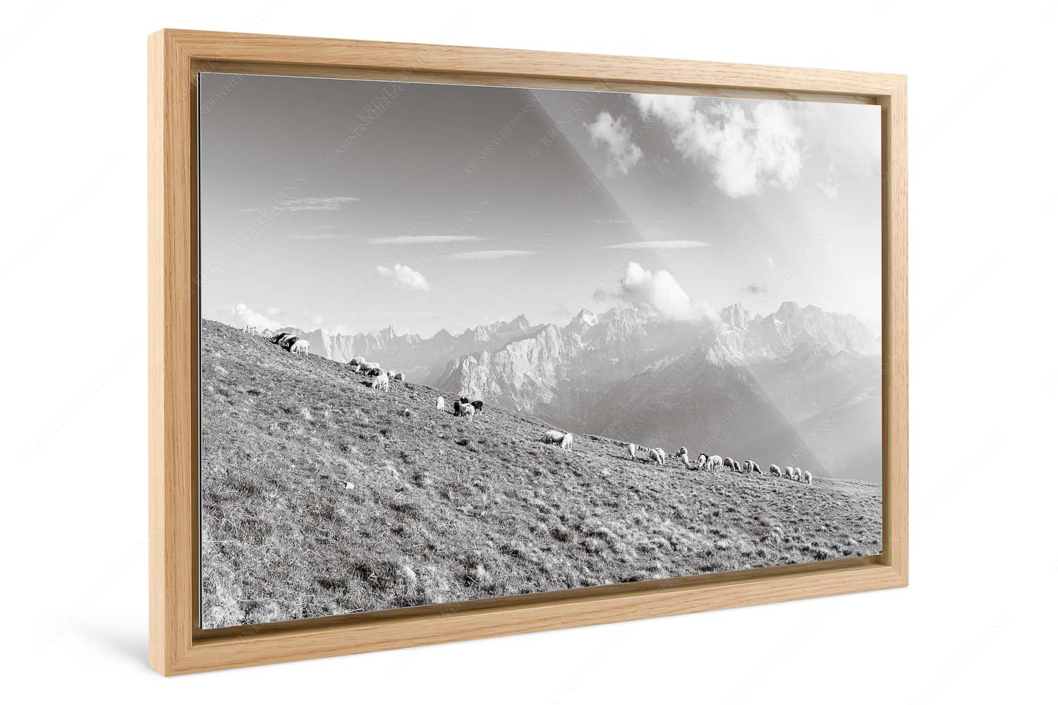 Schönste Karwendelweiden – Foto im Schattenfugen-Rahmen — Schafe im Karwendel Bergschafe am Schafreiter mit Blick zum Karwendelhauptkamm - Schönste Karwendelweiden - Foto im Schattenfugen-Rahmen - Schafe im Karwendel - weitere Infos unter https://www.kriner-weiermann.de