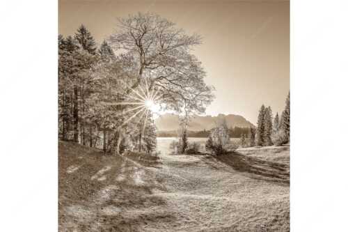 Blick über den Barmsee zum Karwendelgebirge - Schönste Plätze II - Seitenverhältnis 1:1 - Alter Ahorn am Barmsee - weitere Infos unter https://www.kriner-weiermann.de