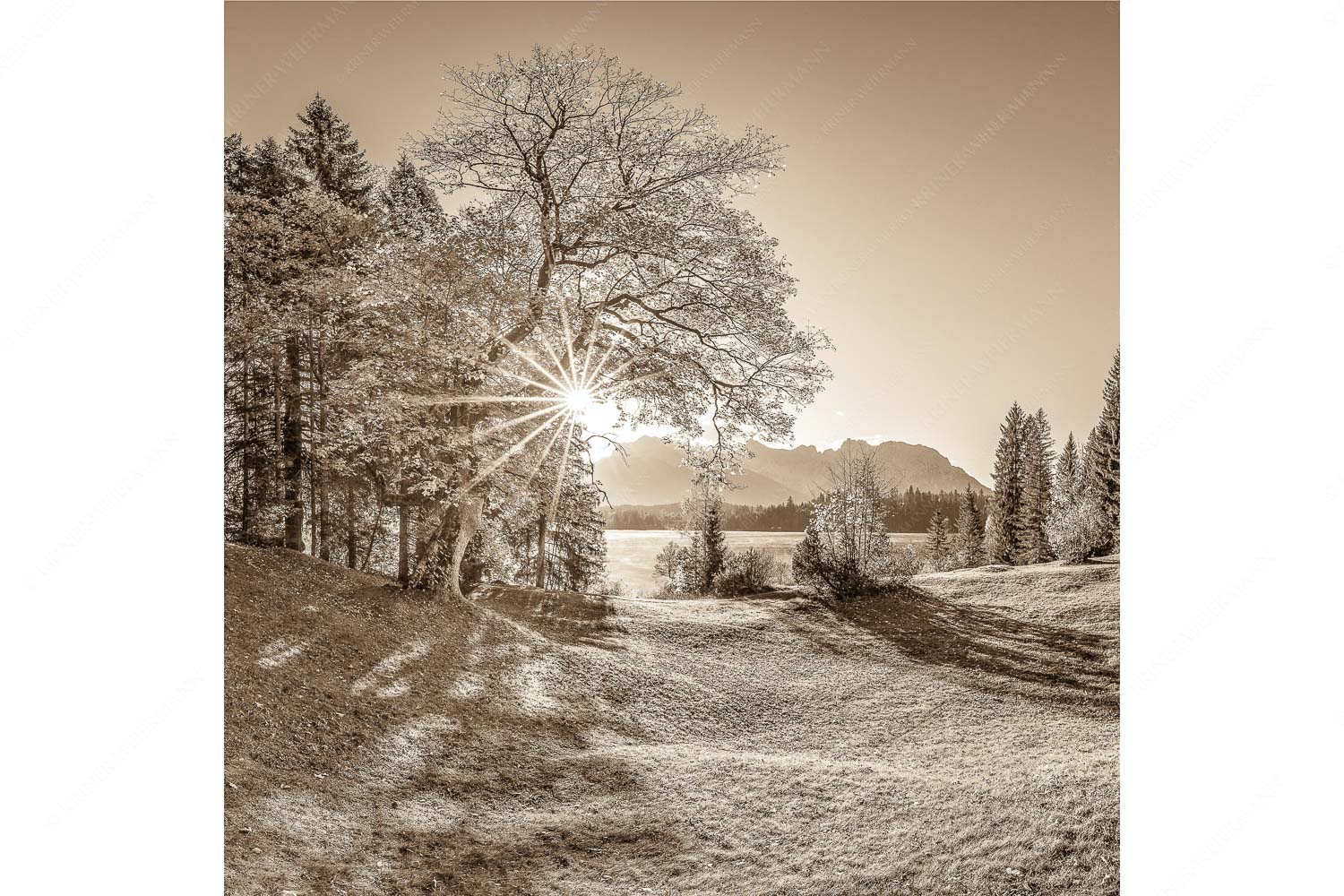 Schönste Plätze II – Seitenverhältnis 1:1 — Alter Ahorn am Barmsee Blick über den Barmsee zum Karwendelgebirge