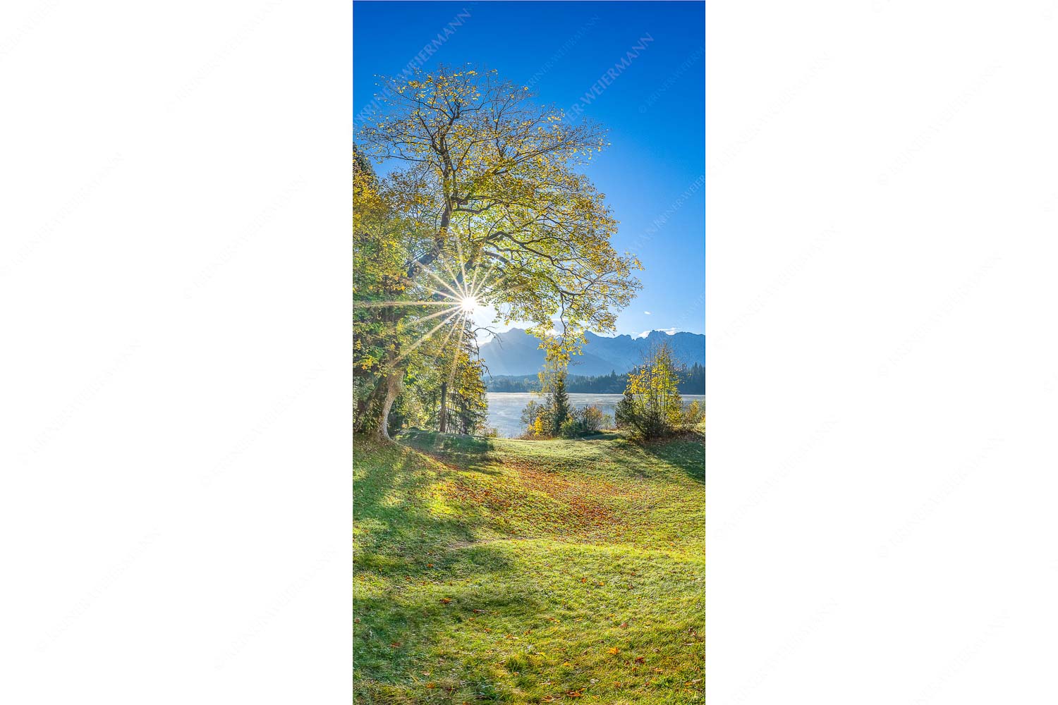 Schönste Plätze II – Seitenverhältnis 1:2 — Alter Ahorn am Barmsee Blick über den Barmsee zum Karwendelgebirge