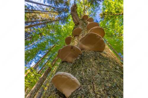 Zundernschwämme auf absterbender Buche im Estergebirge - Schwamm drüber - Seitenverhältnis 1:1 - Baumschwamm - weitere Infos unter https://www.kriner-weiermann.de