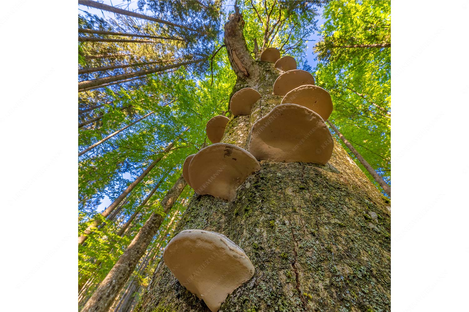 Schwamm drüber – Seitenverhältnis 1:1 — Baumschwamm Zundernschwämme auf absterbender Buche im Estergebirge