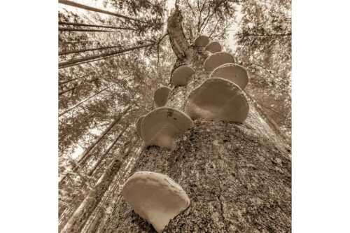 Zundernschwämme auf absterbender Buche im Estergebirge - Schwamm drüber - Seitenverhältnis 1:1 - Baumschwamm - weitere Infos unter https://www.kriner-weiermann.de