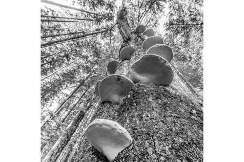 Zundernschwämme auf absterbender Buche im Estergebirge - Schwamm drüber - Seitenverhältnis 1:1 - Baumschwamm - weitere Infos unter https://www.kriner-weiermann.de