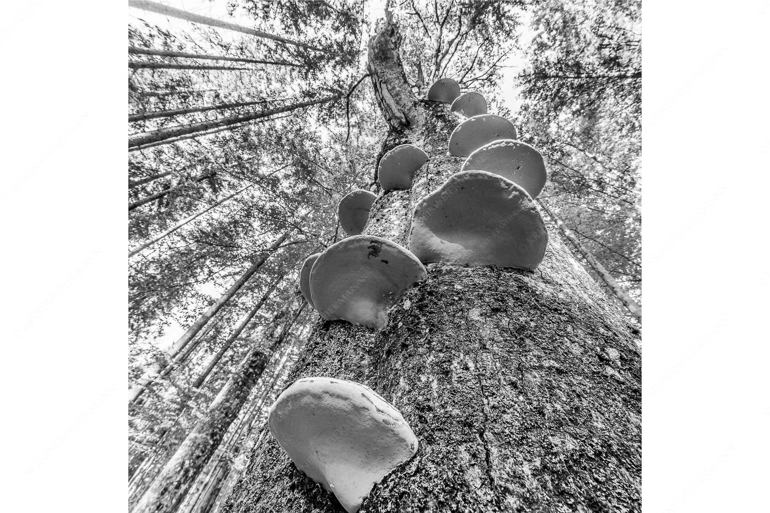 Schwamm drüber – Seitenverhältnis 1:1 — Baumschwamm Zundernschwämme auf absterbender Buche im Estergebirge