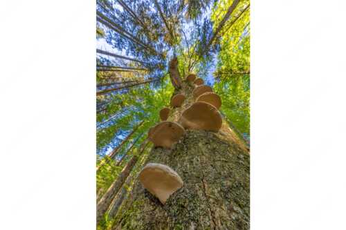 Zundernschwämme auf absterbender Buche im Estergebirge - Schwamm drüber - Seitenverhältnis 2:3 - Baumschwamm - weitere Infos unter https://www.kriner-weiermann.de