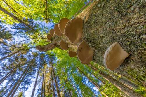 Zundernschwämme auf absterbender Buche im Estergebirge - Schwamm drüber - Seitenverhältnis 3:2 - Baumschwamm - weitere Infos unter https://www.kriner-weiermann.de