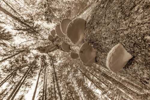 Zundernschwämme auf absterbender Buche im Estergebirge - Schwamm drüber - Seitenverhältnis 3:2 - Baumschwamm - weitere Infos unter https://www.kriner-weiermann.de