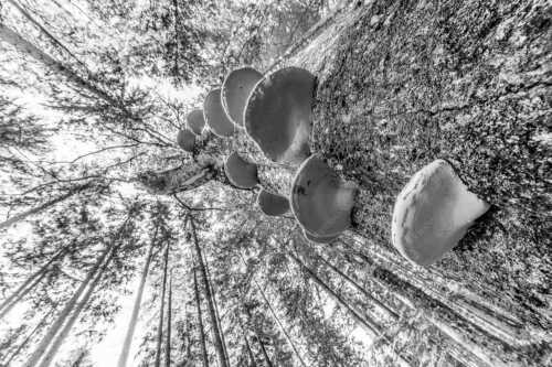 Zundernschwämme auf absterbender Buche im Estergebirge - Schwamm drüber - Seitenverhältnis 3:2 - Baumschwamm - weitere Infos unter https://www.kriner-weiermann.de