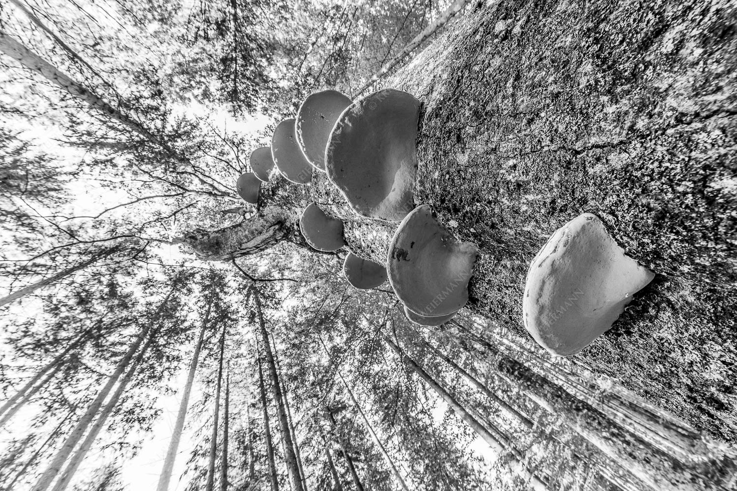 Schwamm drüber – Seitenverhältnis 3:2 — Baumschwamm Zundernschwämme auf absterbender Buche im Estergebirge