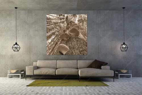 Zundernschwämme auf absterbender Buche im Estergebirge - Schwamm drüber - Größe ca. 160x160cm, Seitenverhältnis 1:1 - Baumschwamm - weitere Infos unter https://www.kriner-weiermann.de