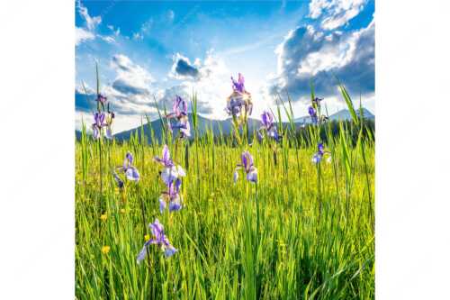 Schwertlilienblüte am Barmsee mit Estergebirge - Sommerliche Blüten - Seitenverhältnis 1:1 - Schwertlilienblüte Iris - weitere Infos unter https://www.kriner-weiermann.de