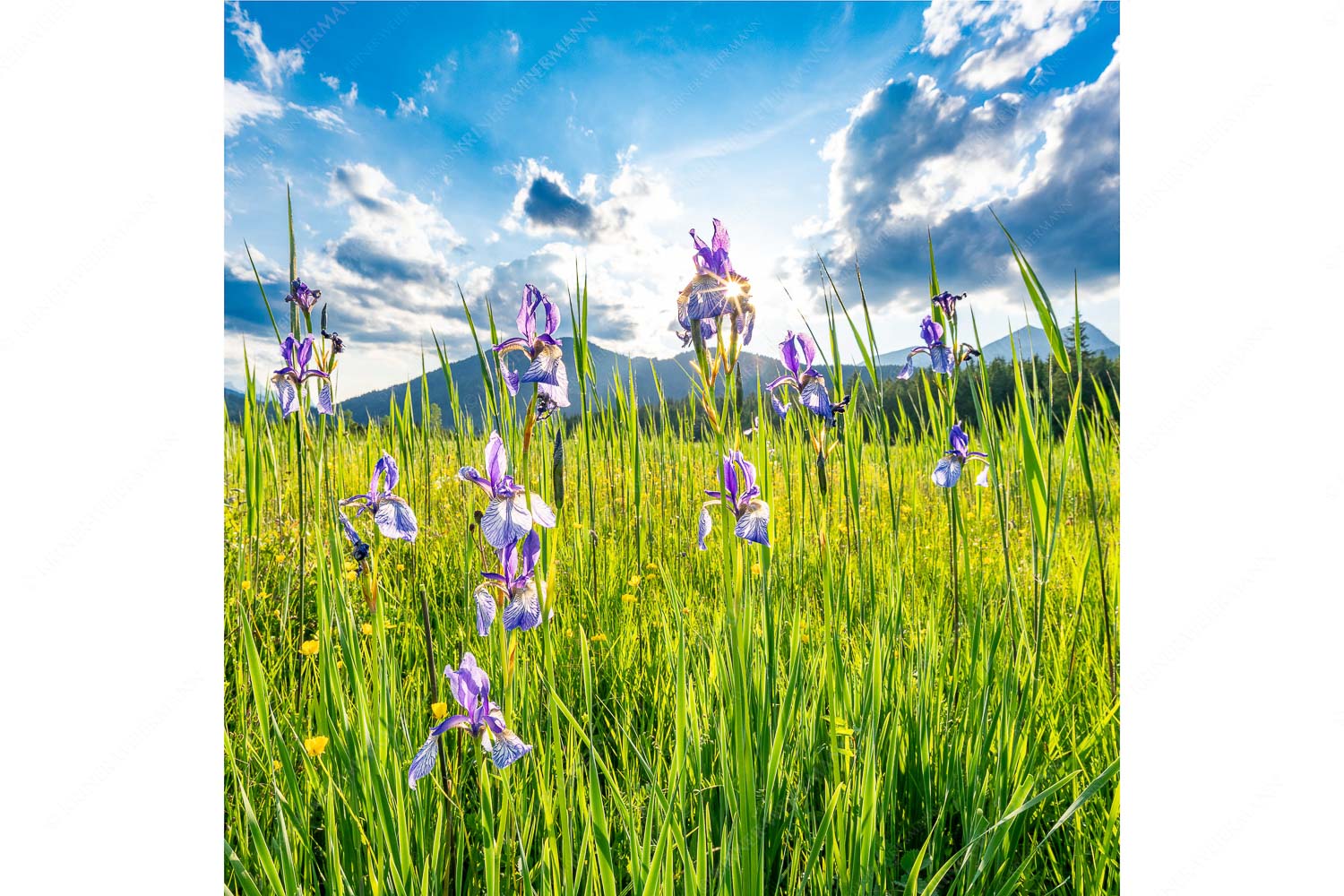 Schwertlilienblüte am Barmsee mit Estergebirge