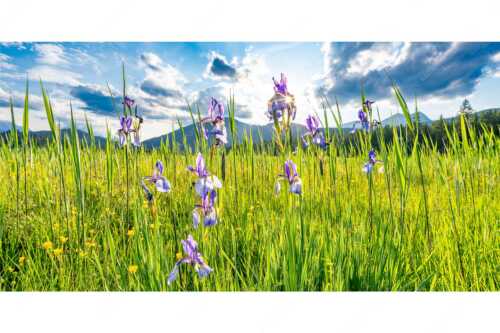 Schwertlilienblüte am Barmsee mit Estergebirge - Sommerliche Blüten - Seitenverhältnis 2:1 - Schwertlilienblüte Iris - weitere Infos unter https://www.kriner-weiermann.de