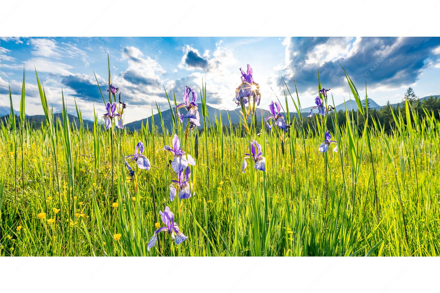 Schwertlilienblüte am Barmsee mit Estergebirge