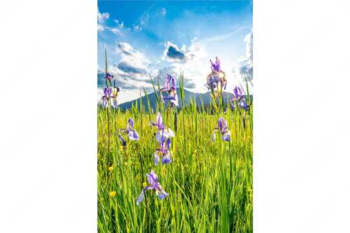 Schwertlilienblüte am Barmsee mit Estergebirge - Sommerliche Blüten - Seitenverhältnis 2:3 - Schwertlilienblüte Iris - weitere Infos unter https://www.kriner-weiermann.de